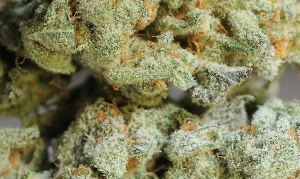 Chernobyl cannabis strain