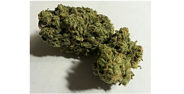 Mango Kush marijuana will have you feeling talkative, relaxed and happy